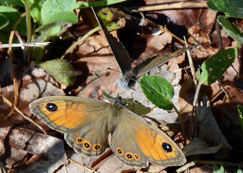 Erebia?